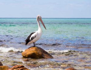 Pelican at Old Dunsborough Boat Ramp