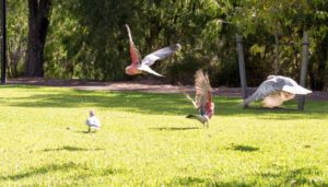 'Pink and grey' Galahs in Dunsborough