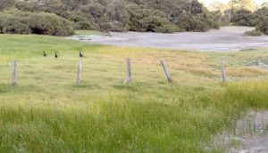 Busselton birdwatching: Swamphens in the Vasse wetlands