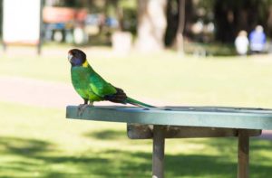 ring neck parrot