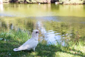 Corella on the banks of the Margaret River